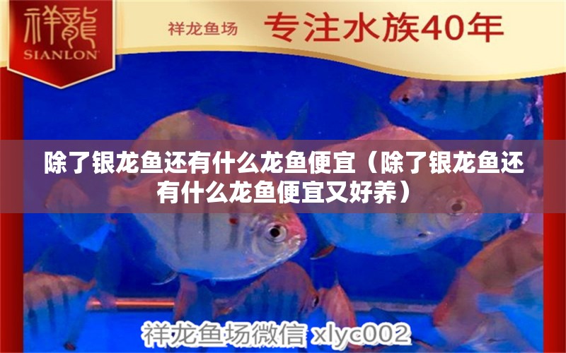 除了銀龍魚還有什么龍魚便宜（除了銀龍魚還有什么龍魚便宜又好養(yǎng)） 銀龍魚