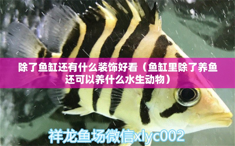 除了魚缸還有什么裝飾好看（魚缸里除了養(yǎng)魚還可以養(yǎng)什么水生動物）