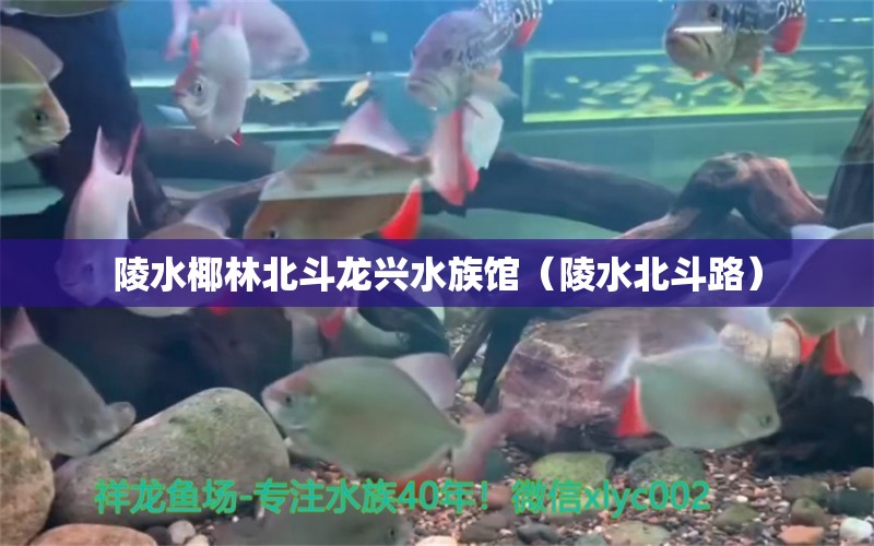 陵水椰林北斗龍興水族館（陵水北斗路） 全國水族館企業(yè)名錄