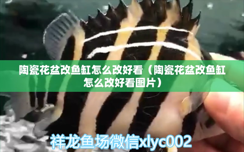 陶瓷花盆改魚缸怎么改好看（陶瓷花盆改魚缸怎么改好看圖片）