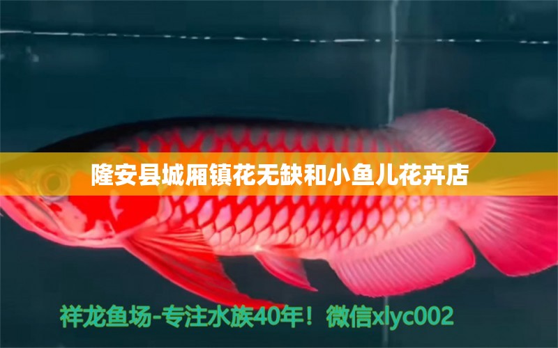 隆安縣城廂鎮(zhèn)花無缺和小魚兒花卉店