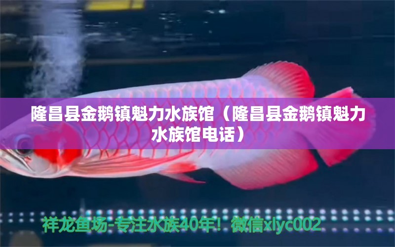 隆昌縣金鵝鎮(zhèn)魁力水族館（隆昌縣金鵝鎮(zhèn)魁力水族館電話(huà)）