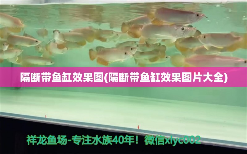 隔斷帶魚缸效果圖(隔斷帶魚缸效果圖片大全) 賽級紅龍魚