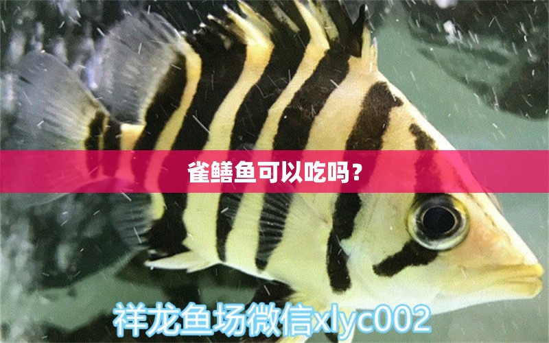 雀鱔魚(yú)可以吃嗎？ 充氧泵