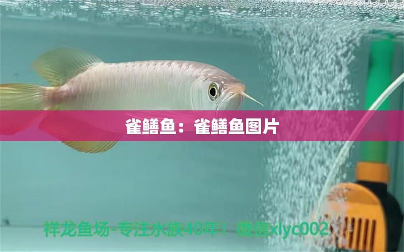 雀鱔魚：雀鱔魚圖片