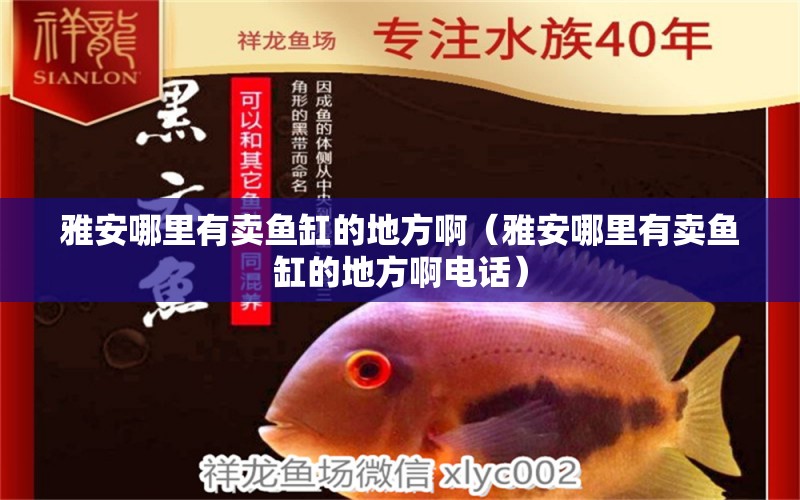 雅安哪里有賣魚缸的地方?。ㄑ虐材睦镉匈u魚缸的地方啊電話） 細線銀板魚苗