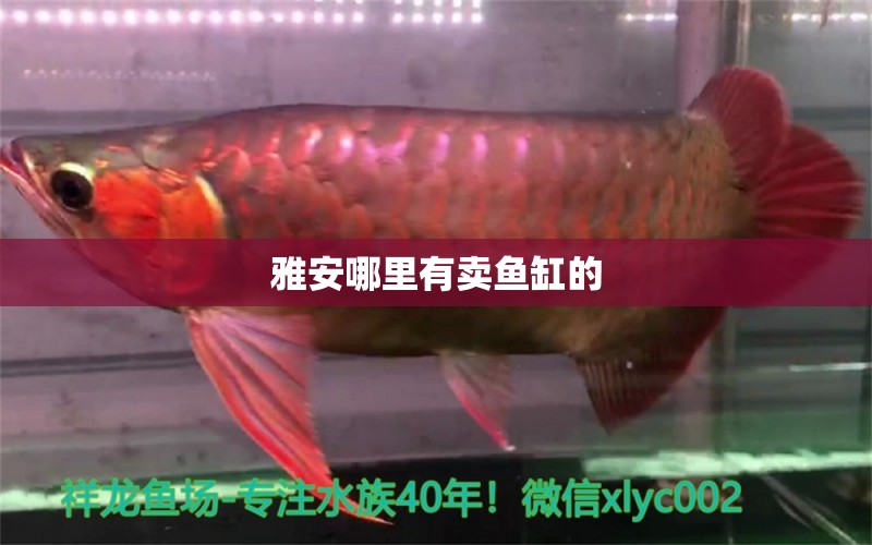 雅安哪里有賣魚缸的