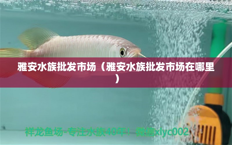 雅安水族批發(fā)市場（雅安水族批發(fā)市場在哪里）