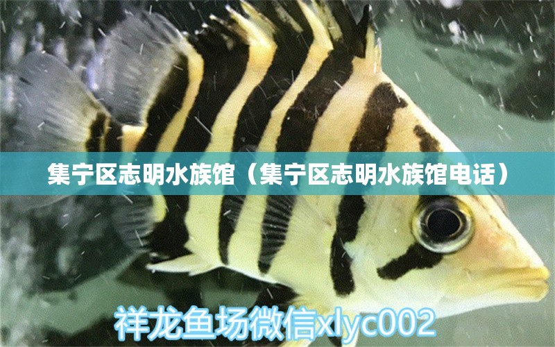 集寧區(qū)志明水族館（集寧區(qū)志明水族館電話）