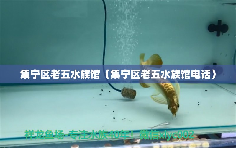 集寧區(qū)老五水族館（集寧區(qū)老五水族館電話）