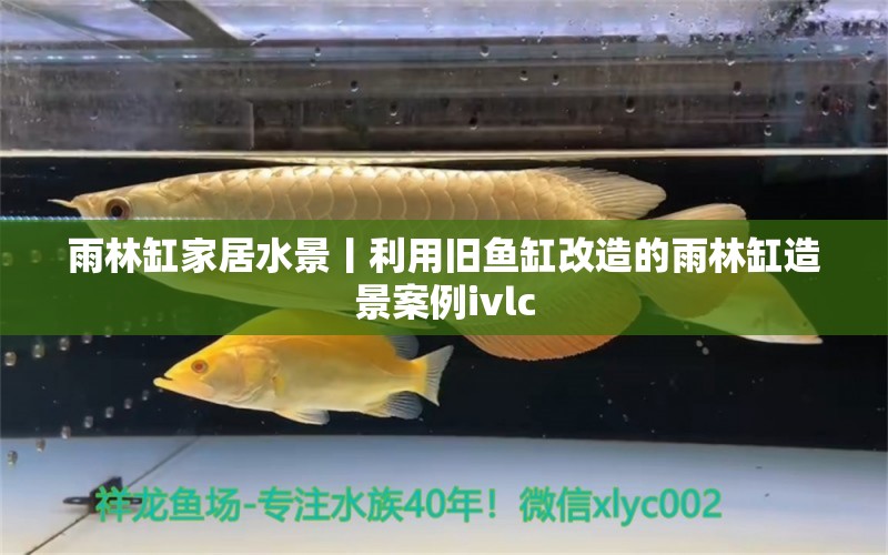 雨林缸家居水景丨利用舊魚缸改造的雨林缸造景案例ivlc 七紋巨鯉魚