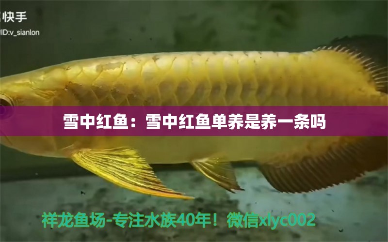 雪中紅魚：雪中紅魚單養(yǎng)是養(yǎng)一條嗎