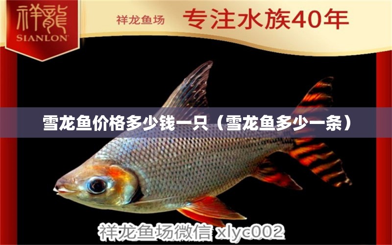 雪龍魚(yú)價(jià)格多少錢(qián)一只（雪龍魚(yú)多少一條）