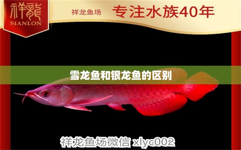 雪龍魚和銀龍魚的區(qū)別 銀龍魚