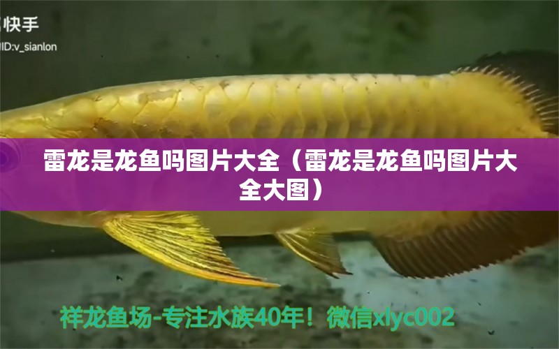 雷龍是龍魚嗎圖片大全（雷龍是龍魚嗎圖片大全大圖） 養(yǎng)魚知識(shí)