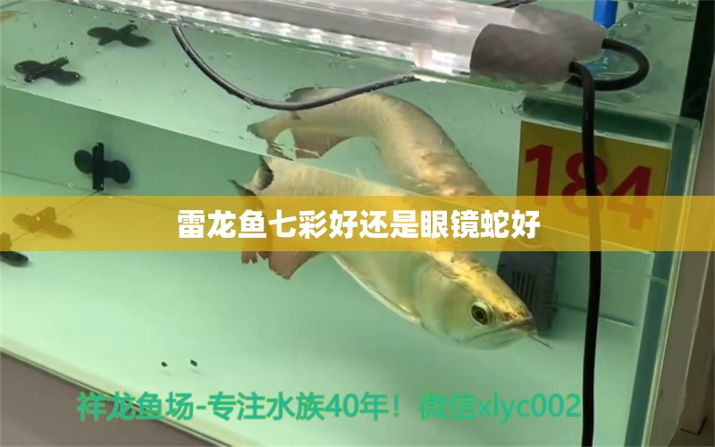 雷龍魚七彩好還是眼鏡蛇好 海水魚