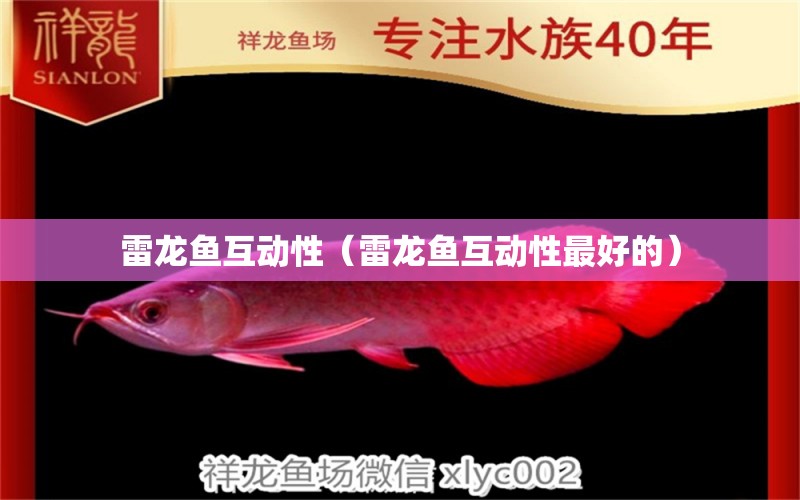 雷龍魚互動性（雷龍魚互動性最好的） 祥龍水族醫(yī)院