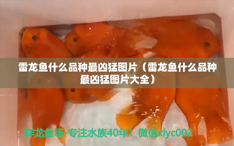 雷龍魚什么品種最兇猛圖片（雷龍魚什么品種最兇猛圖片大全） 龍魚疾病與治療