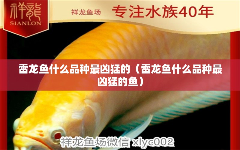 雷龍魚(yú)什么品種最兇猛的（雷龍魚(yú)什么品種最兇猛的魚(yú)） 龍魚(yú)疾病與治療