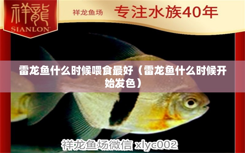 雷龍魚什么時候喂食最好（雷龍魚什么時候開始發(fā)色） 廣州觀賞魚批發(fā)市場