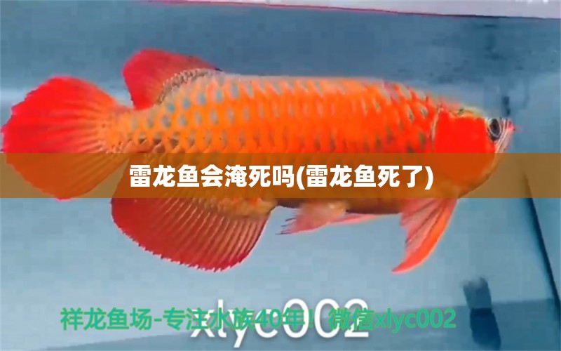 雷龍魚會淹死嗎(雷龍魚死了) 紅尾平克魚 第1張