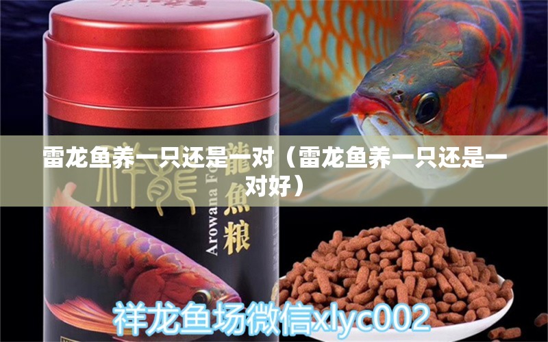 雷龍魚養(yǎng)一只還是一對（雷龍魚養(yǎng)一只還是一對好） 龍魚疾病與治療