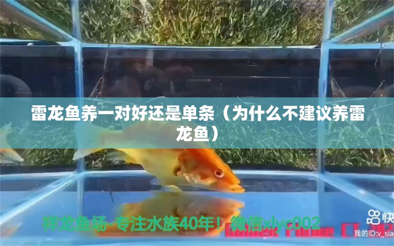 雷龍魚養(yǎng)一對(duì)好還是單條（為什么不建議養(yǎng)雷龍魚） 觀賞魚市場(chǎng)（混養(yǎng)魚）