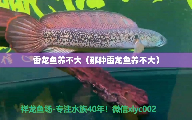 雷龍魚養(yǎng)不大（那種雷龍魚養(yǎng)不大） 水族燈（魚缸燈）