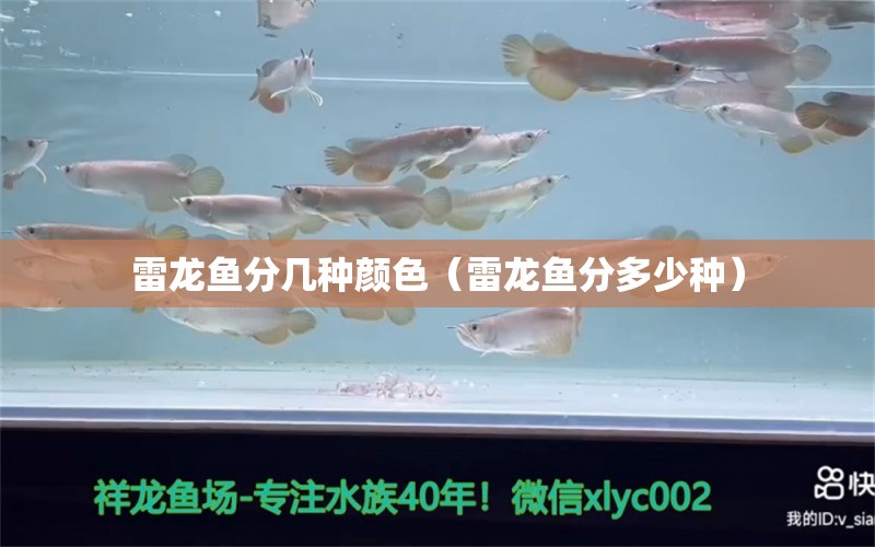 雷龍魚分幾種顏色（雷龍魚分多少種）