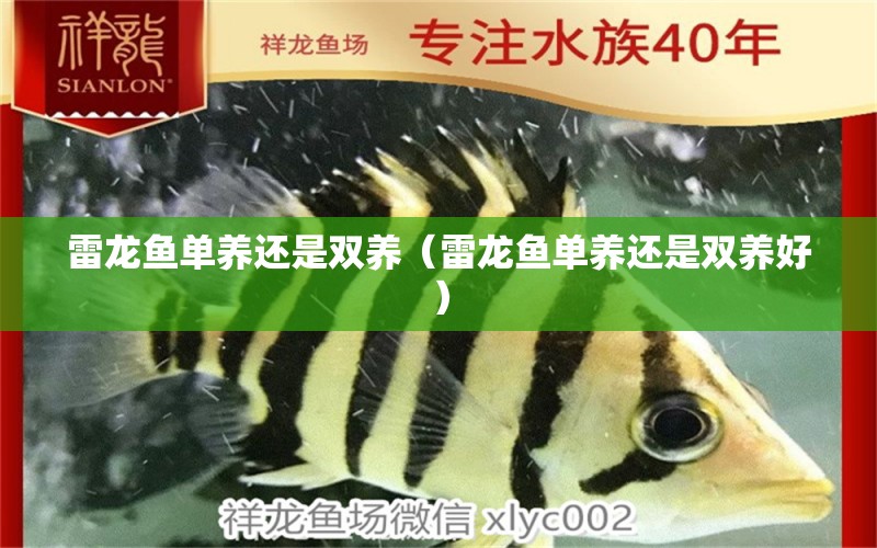 雷龍魚單養(yǎng)還是雙養(yǎng)（雷龍魚單養(yǎng)還是雙養(yǎng)好） 廣州龍魚批發(fā)市場