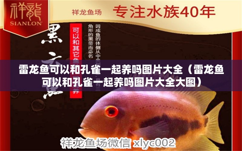 雷龍魚可以和孔雀一起養(yǎng)嗎圖片大全（雷龍魚可以和孔雀一起養(yǎng)嗎圖片大全大圖） 量子養(yǎng)魚技術(shù)