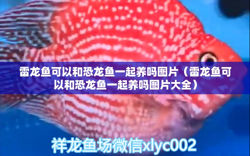 雷龍魚可以和恐龍魚一起養(yǎng)嗎圖片（雷龍魚可以和恐龍魚一起養(yǎng)嗎圖片大全） 祥龍魚場(chǎng)