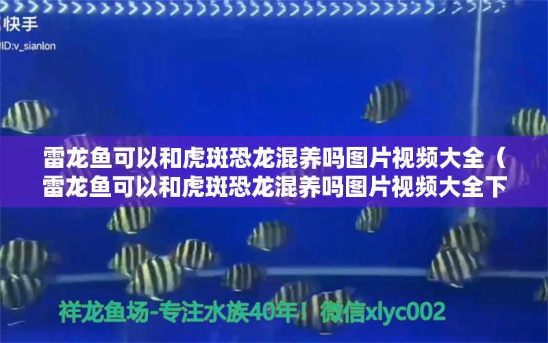 雷龍魚可以和虎斑恐龍混養(yǎng)嗎圖片視頻大全（雷龍魚可以和虎斑恐龍混養(yǎng)嗎圖片視頻大全下載） 觀賞魚市場（混養(yǎng)魚）