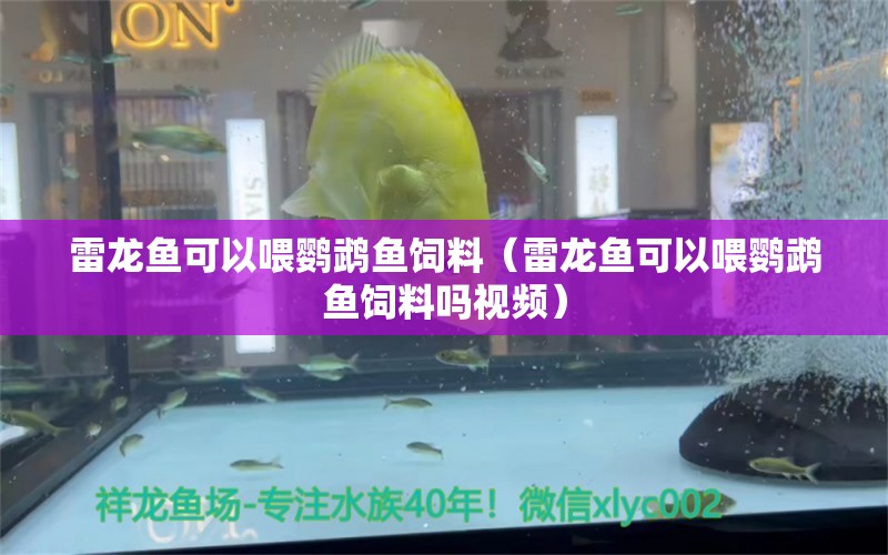 雷龍魚可以喂鸚鵡魚飼料（雷龍魚可以喂鸚鵡魚飼料嗎視頻）