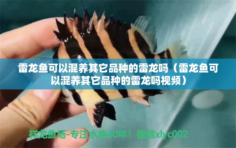 雷龍魚可以混養(yǎng)其它品種的雷龍嗎（雷龍魚可以混養(yǎng)其它品種的雷龍嗎視頻） 廣州龍魚批發(fā)市場