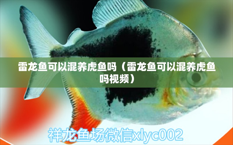 雷龍魚(yú)可以混養(yǎng)虎魚(yú)嗎（雷龍魚(yú)可以混養(yǎng)虎魚(yú)嗎視頻） 虎魚(yú)百科