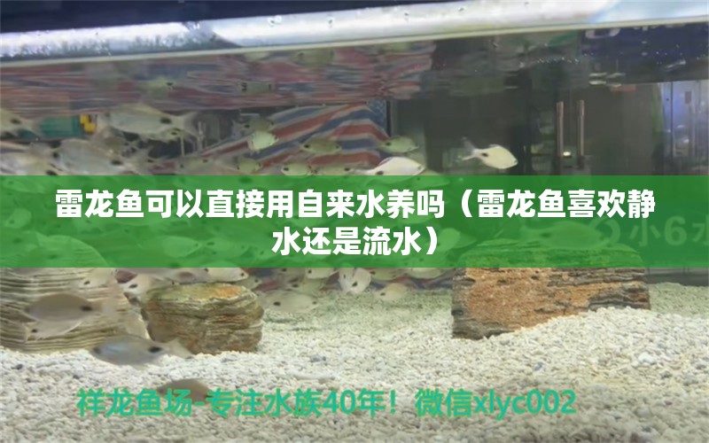 雷龍魚可以直接用自來水養(yǎng)嗎（雷龍魚喜歡靜水還是流水） 龍魚疾病與治療