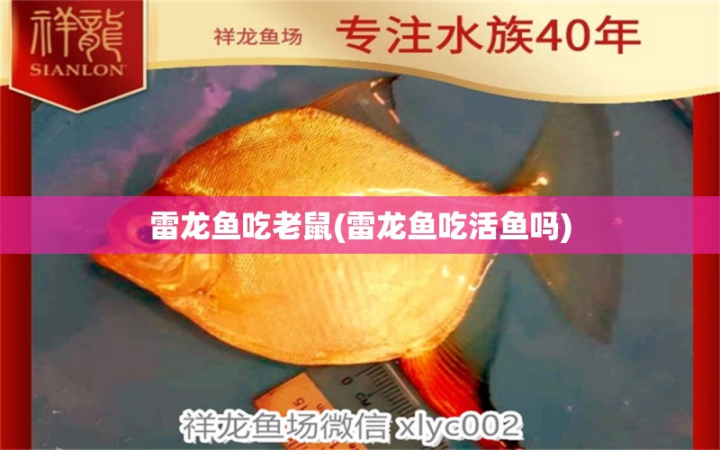 雷龍魚(yú)吃老鼠(雷龍魚(yú)吃活魚(yú)嗎) 巴西亞魚(yú)苗