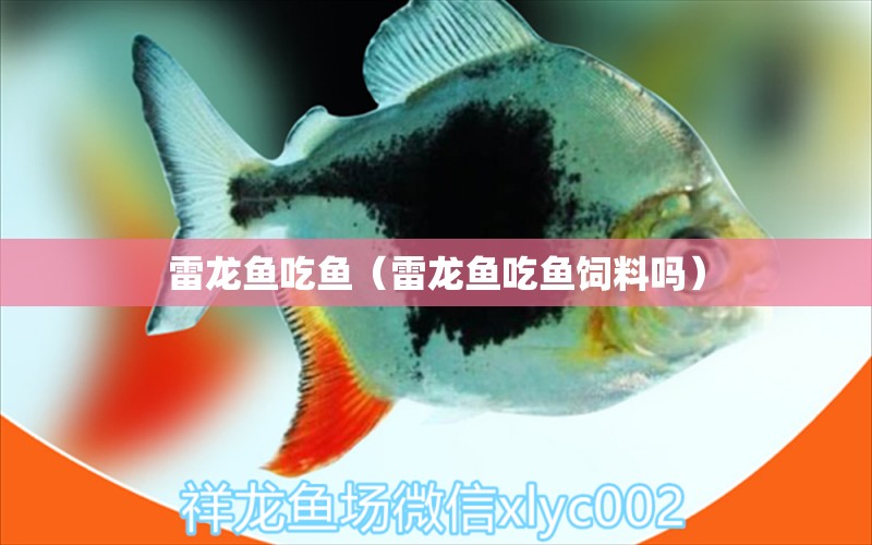 雷龍魚吃魚（雷龍魚吃魚飼料嗎）