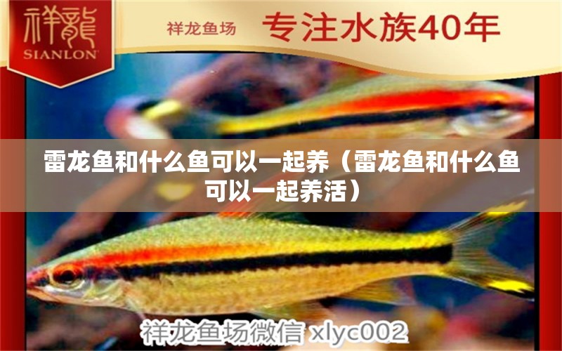 雷龍魚和什么魚可以一起養(yǎng)（雷龍魚和什么魚可以一起養(yǎng)活） 帝王迷宮魚