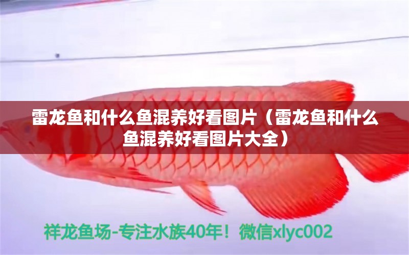 雷龍魚和什么魚混養(yǎng)好看圖片（雷龍魚和什么魚混養(yǎng)好看圖片大全） 祥龍水族醫(yī)院