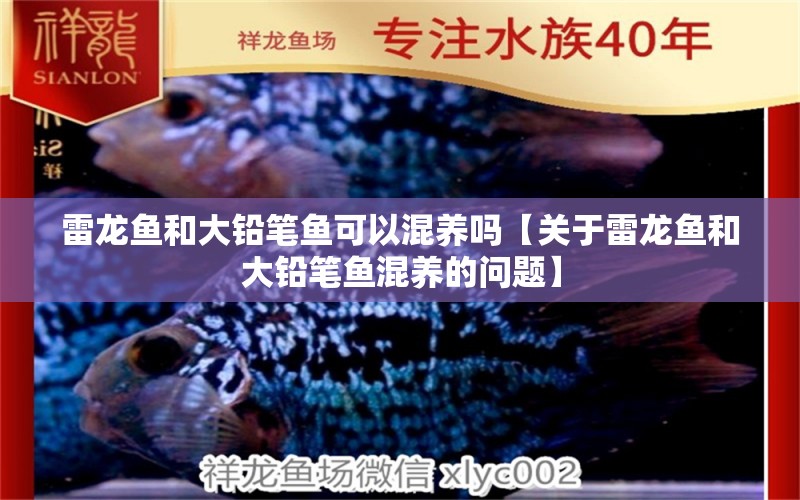 雷龍魚和大鉛筆魚可以混養(yǎng)嗎【關(guān)于雷龍魚和大鉛筆魚混養(yǎng)的問題】 水族問答 第1張