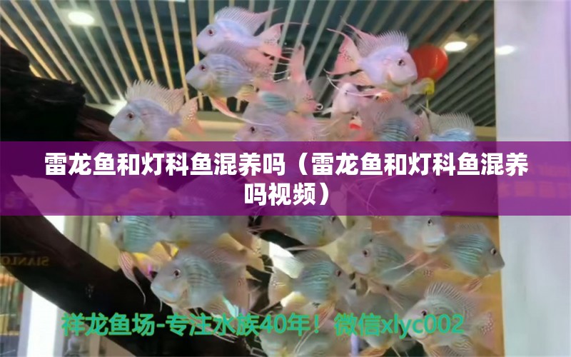 雷龍魚和燈科魚混養(yǎng)嗎（雷龍魚和燈科魚混養(yǎng)嗎視頻） 祥龍水族醫(yī)院