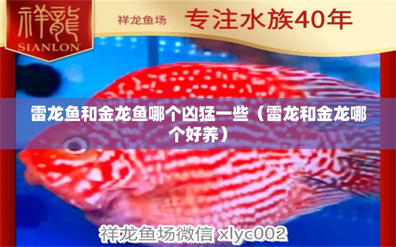 雷龍魚和金龍魚哪個兇猛一些（雷龍和金龍哪個好養(yǎng)）