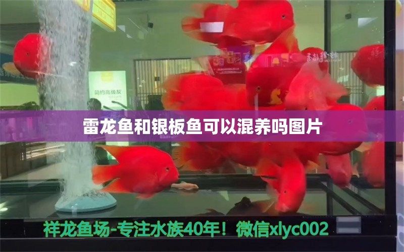 雷龍魚和銀板魚可以混養(yǎng)嗎圖片 祥龍魚場