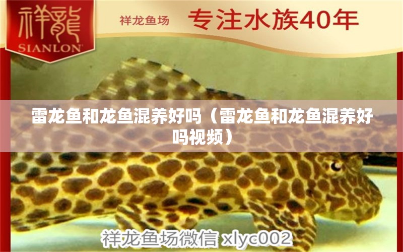 雷龍魚和龍魚混養(yǎng)好嗎（雷龍魚和龍魚混養(yǎng)好嗎視頻） 觀賞魚市場（混養(yǎng)魚）