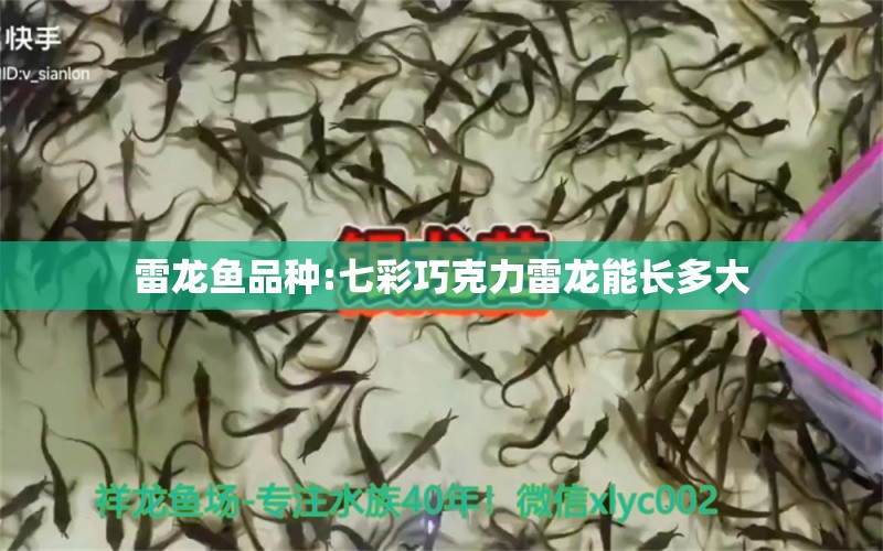 雷龍魚品種:七彩巧克力雷龍能長多大