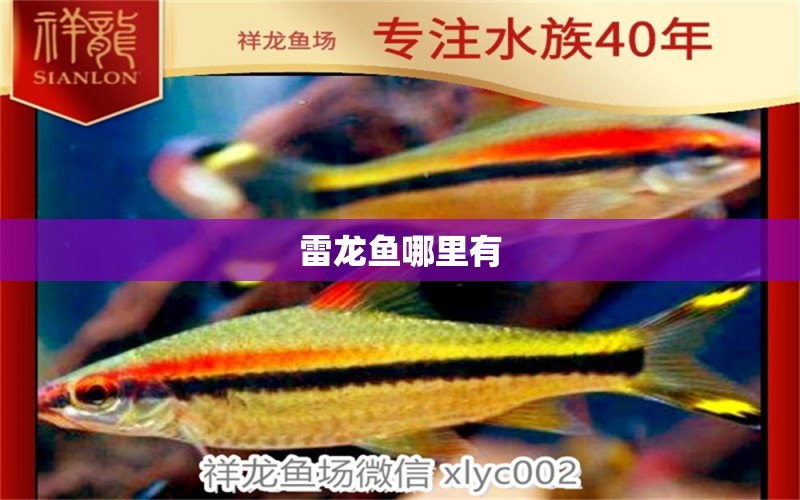 雷龍魚(yú)哪里有