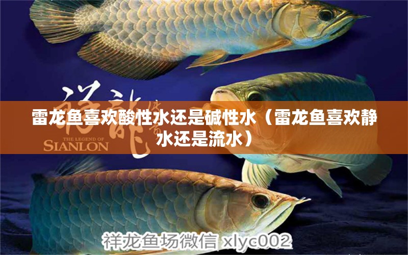 雷龍魚(yú)喜歡酸性水還是堿性水（雷龍魚(yú)喜歡靜水還是流水）