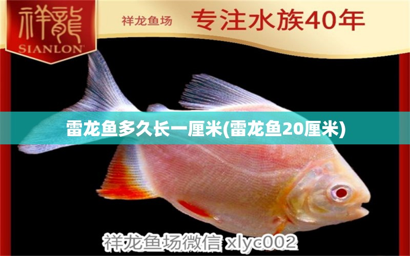 雷龍魚多久長一厘米(雷龍魚20厘米)